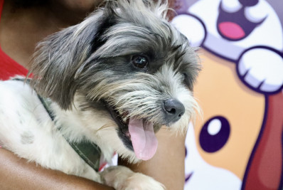 Niterói realiza Ação Animal no Campo de São Bento