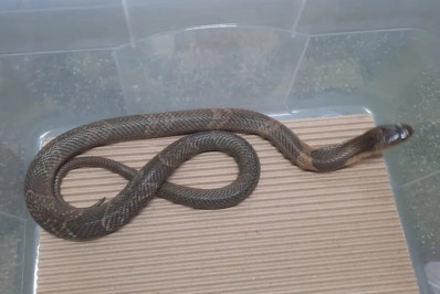 Butantan encontra filhote de serpente naja que estava desaparecido