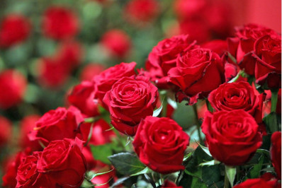 Dias dos Namorados aquece o mercado de flores, plantas e acessórios