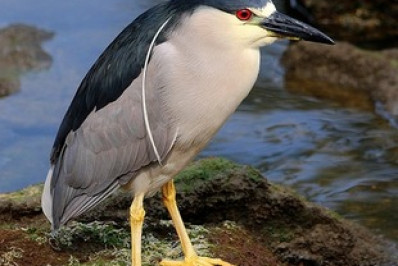 Guia de Aves será lançado neste sábado no Campo de São Bento