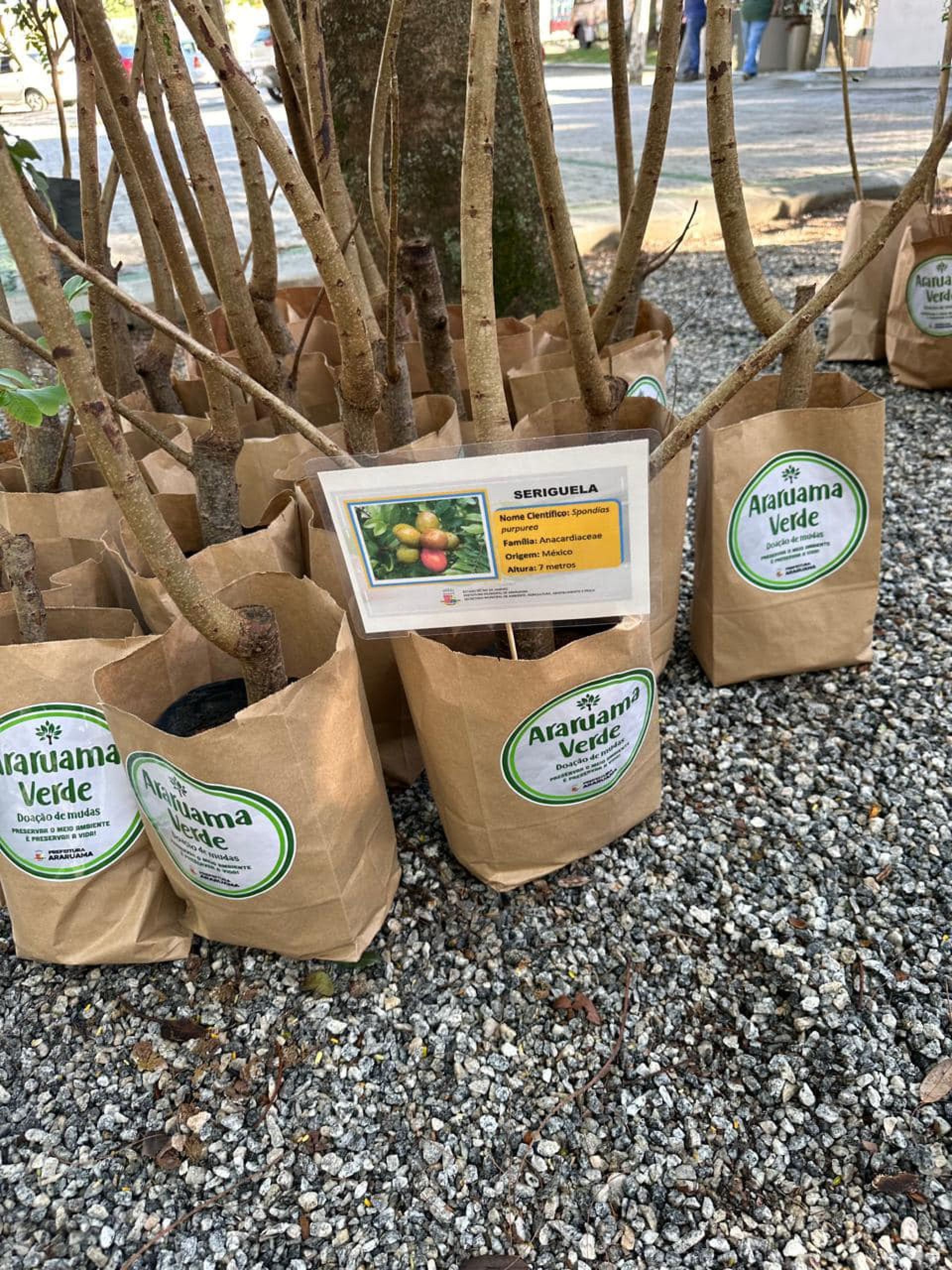 Araruama Verde - distribuição de mudas na Semana do Meio Ambiente