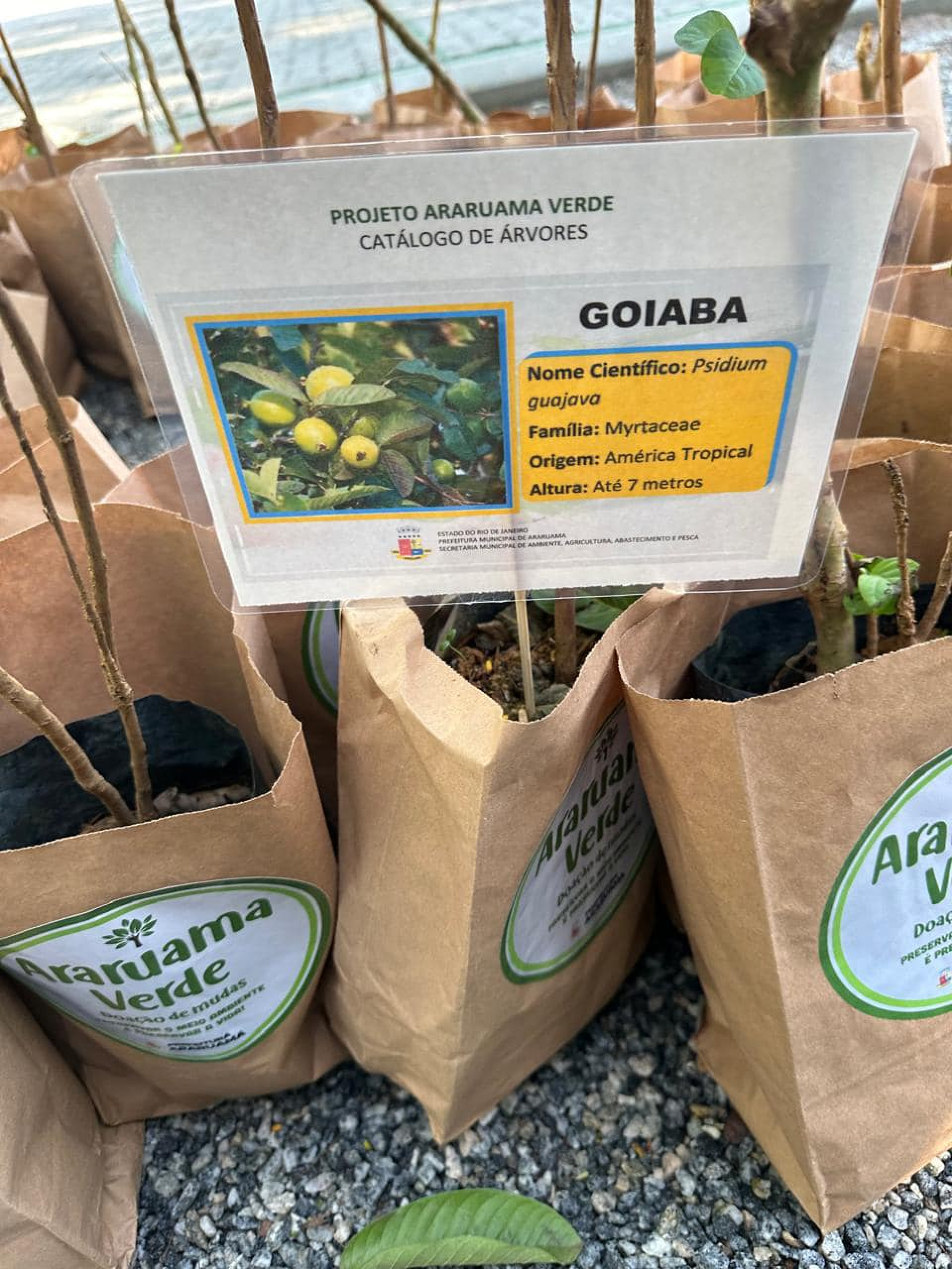 Araruama Verde - distribuição de mudas na Semana do Meio Ambiente