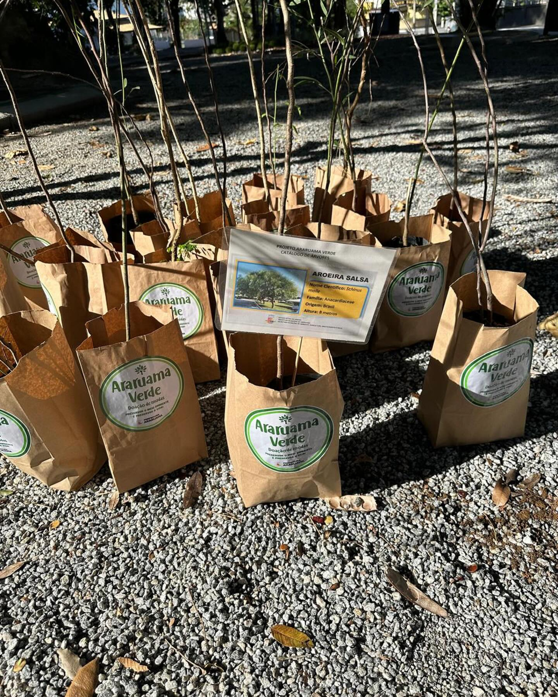 Araruama Verde - distribuição de mudas na Semana do Meio Ambiente