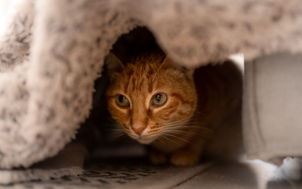 Os gatos se escondem frequentemente devido ao seu instinto de sobrevivência e desconfiança natural (Imagem: Magui RF | Shutterstock)