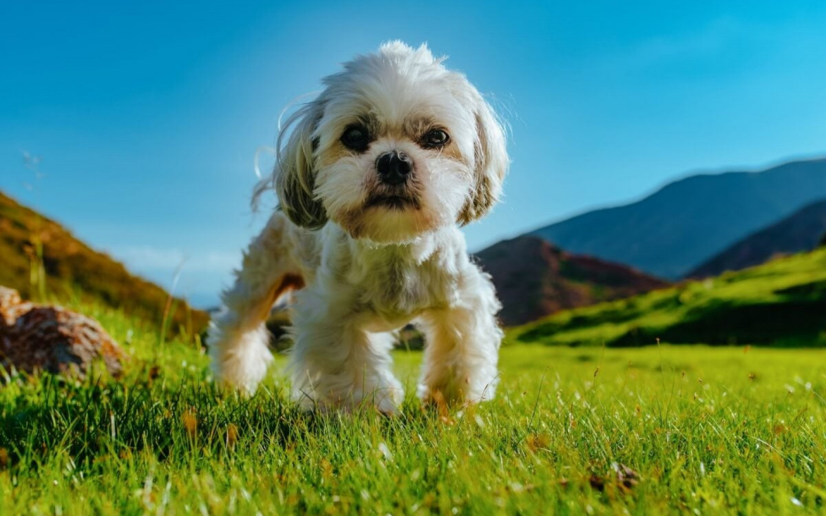 Algumas raças de cachorro tendem a ser mais teimosas (Imagem: chaossart | Shutterstock) 
