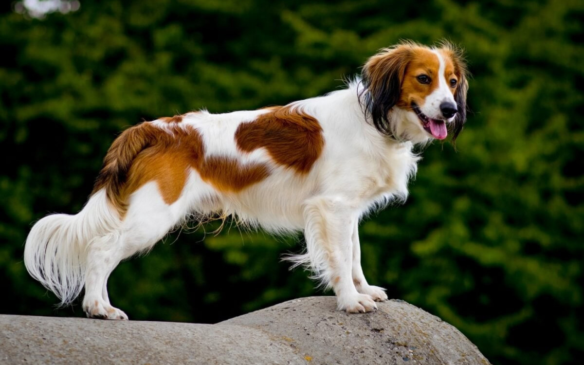 Algumas raças de cachorro são pouco conhecidas, mas muito interessantes (Imagem: Jitka Cernohorska | Shutterstock) 