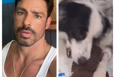 Cauã Reymond atualiza estado de saúde de sua cadela após cão morrer envenenado