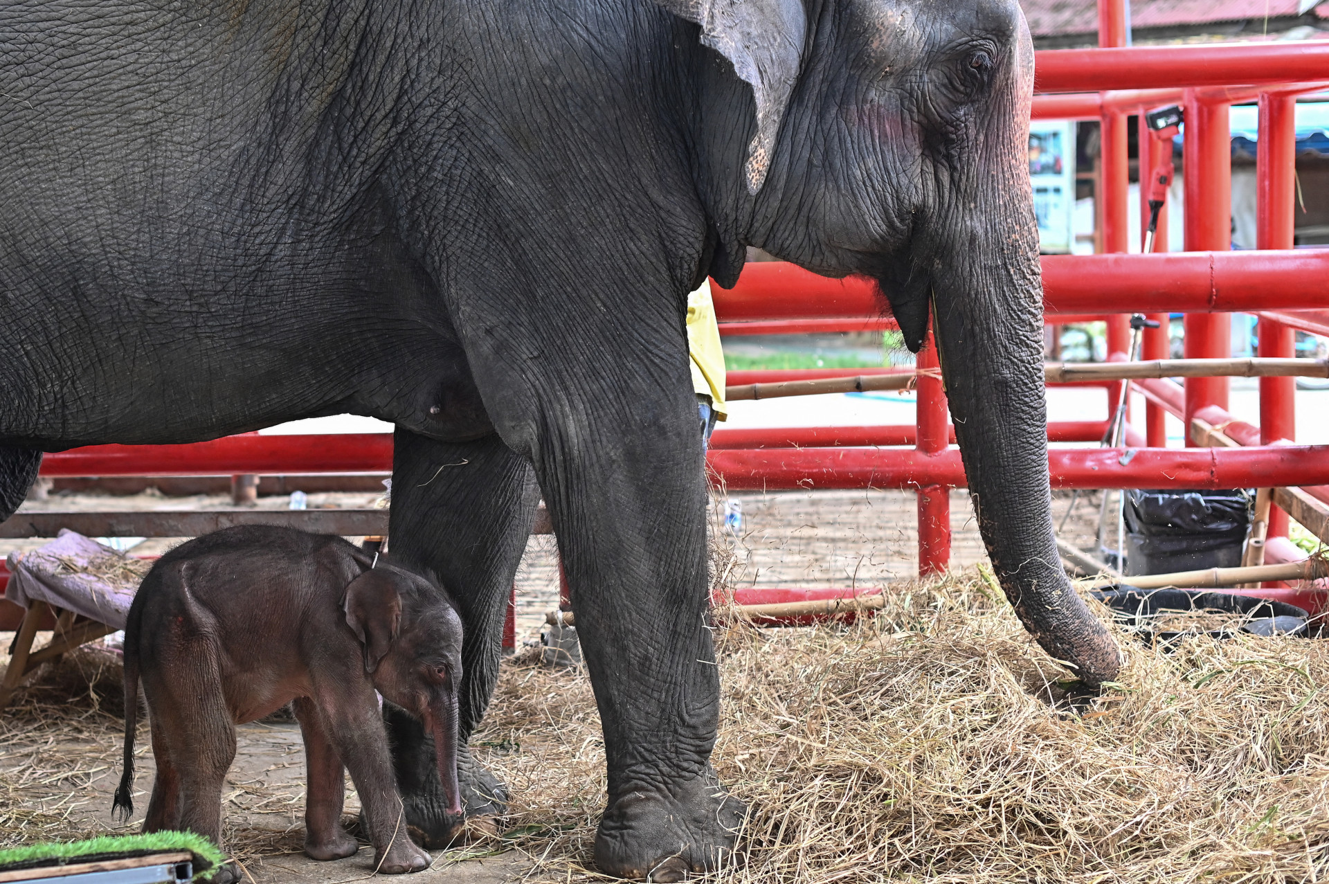 Filhotes nasceram tão pequenos que precisaram de auxílio dos tratadores para conseguirem se alimentar da mãe - Manan Vatsyayana / AFP