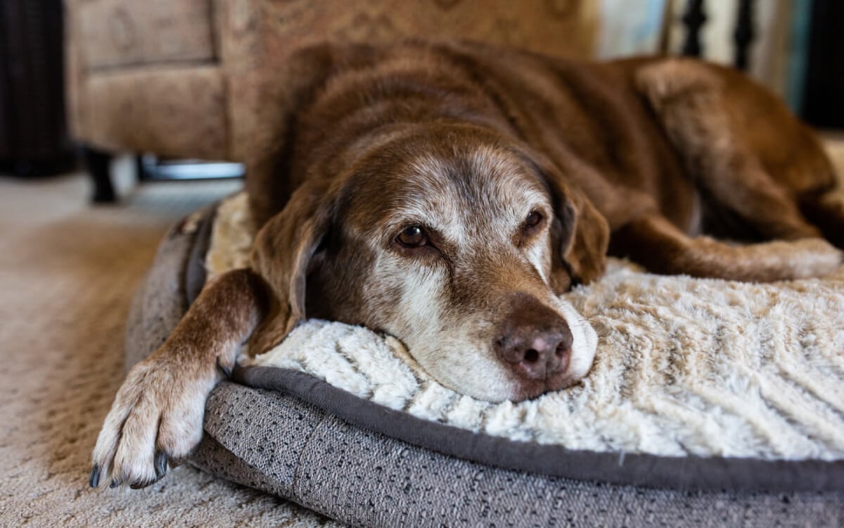Cães idosos necessitam de alguns cuidados específicos (Imagem: Cavan-Images | Shutterstock)