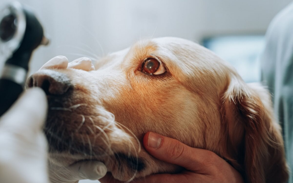 Cães e gatos também estão sujeitos às doenças oculares (Imagem: Gorodenkoff | Shutterstock)