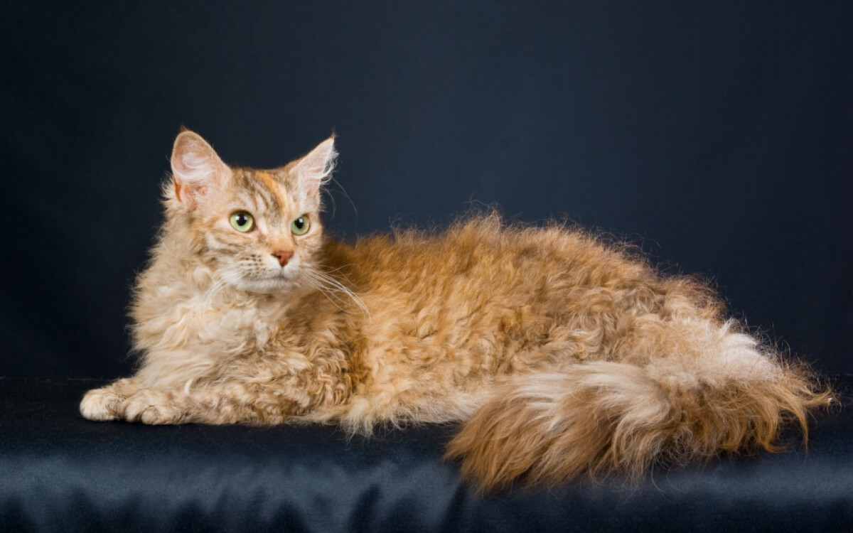 O gato LaPerm encanta com sua pelagem encaracolada (Imagem: Linn Currie | Shutterstock)