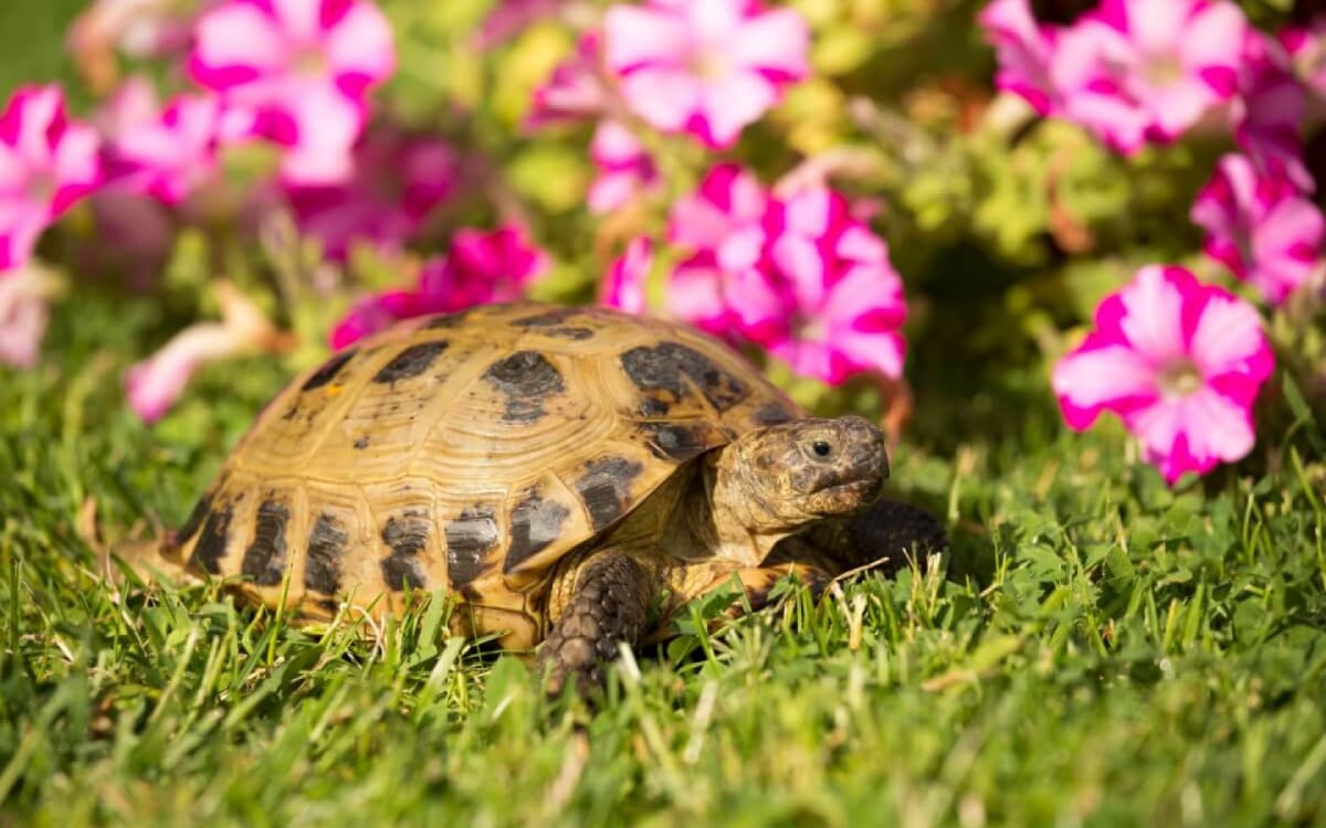 Algumas espécies de tartarugas e jabutis encantam por suas características (Imagem: Vera Zinkova |  Shutterstock)