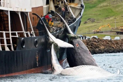 Islândia autoriza caça de baleias para a temporada de 2024