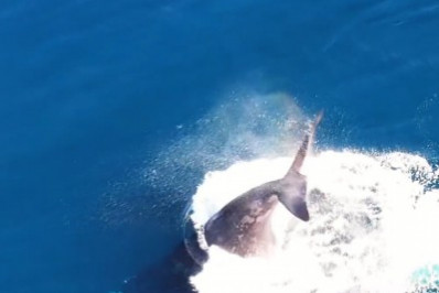 Temporada de Baleias: jubartes dão show em Arraial do Cabo