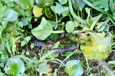 Treze filhotes de jacarés foram encontrados no Parque Orla Piratininga
