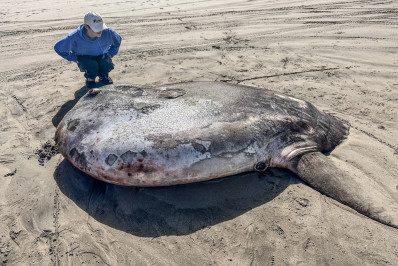 Raro peixe de mais de 2 metros é encontrado em praia