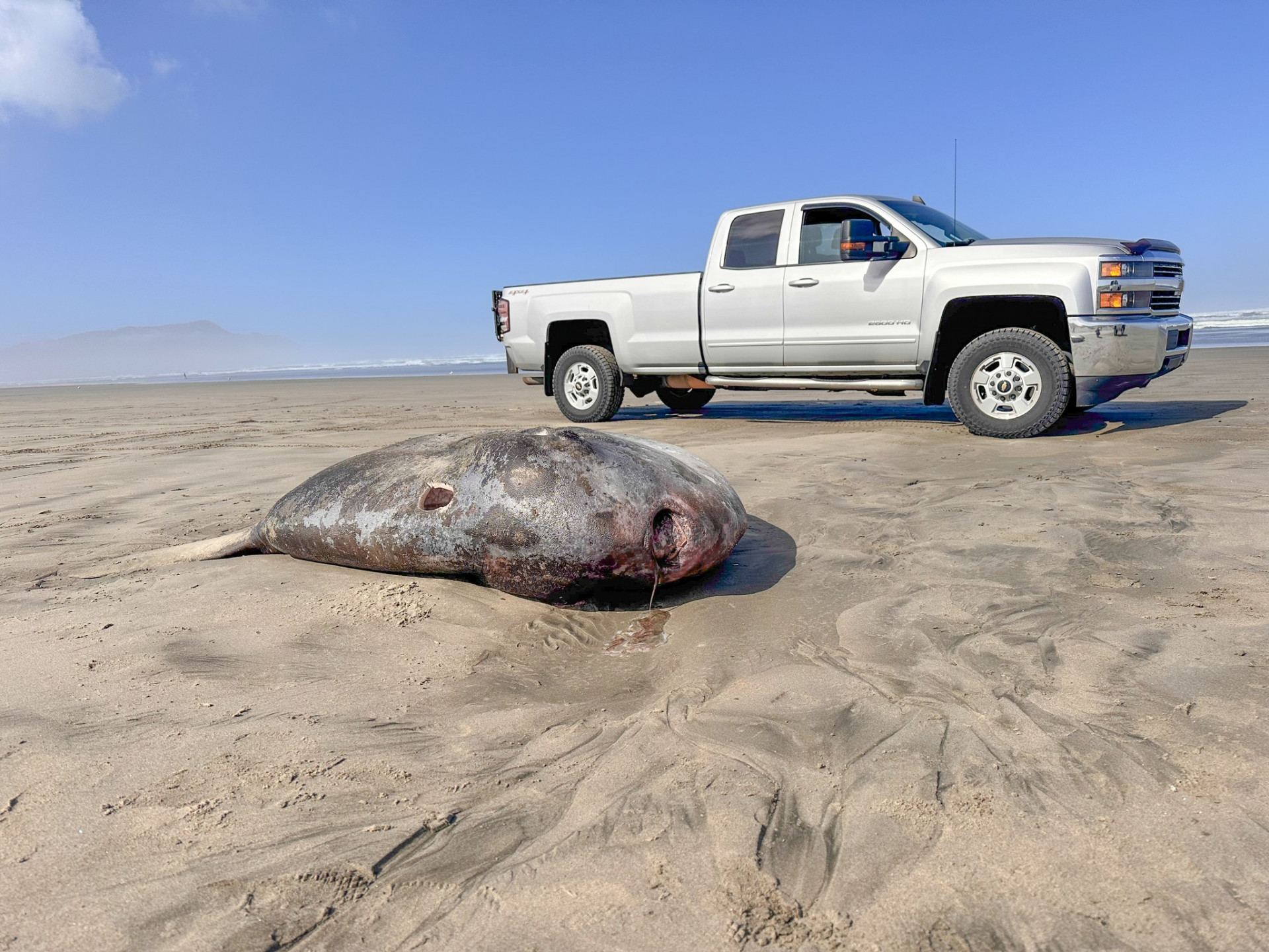 A aparição nos Estados Unidos desmente a versão que o peixe vive apenas no hemisfério sul - Divulgação / Seaside Aquarium