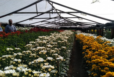 Governo do Rio concede linha de crédito para produtores de flores