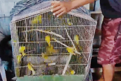 Policia Civil liberta 70 aves que estavam em cativeiro ilegal em Araçatiba 