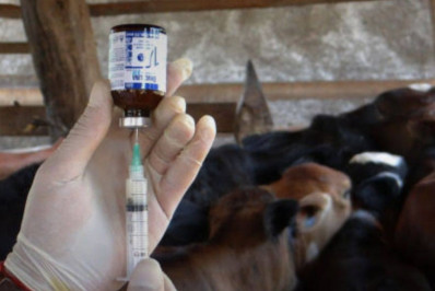 Angra vacina bovinos contra  a brucelose