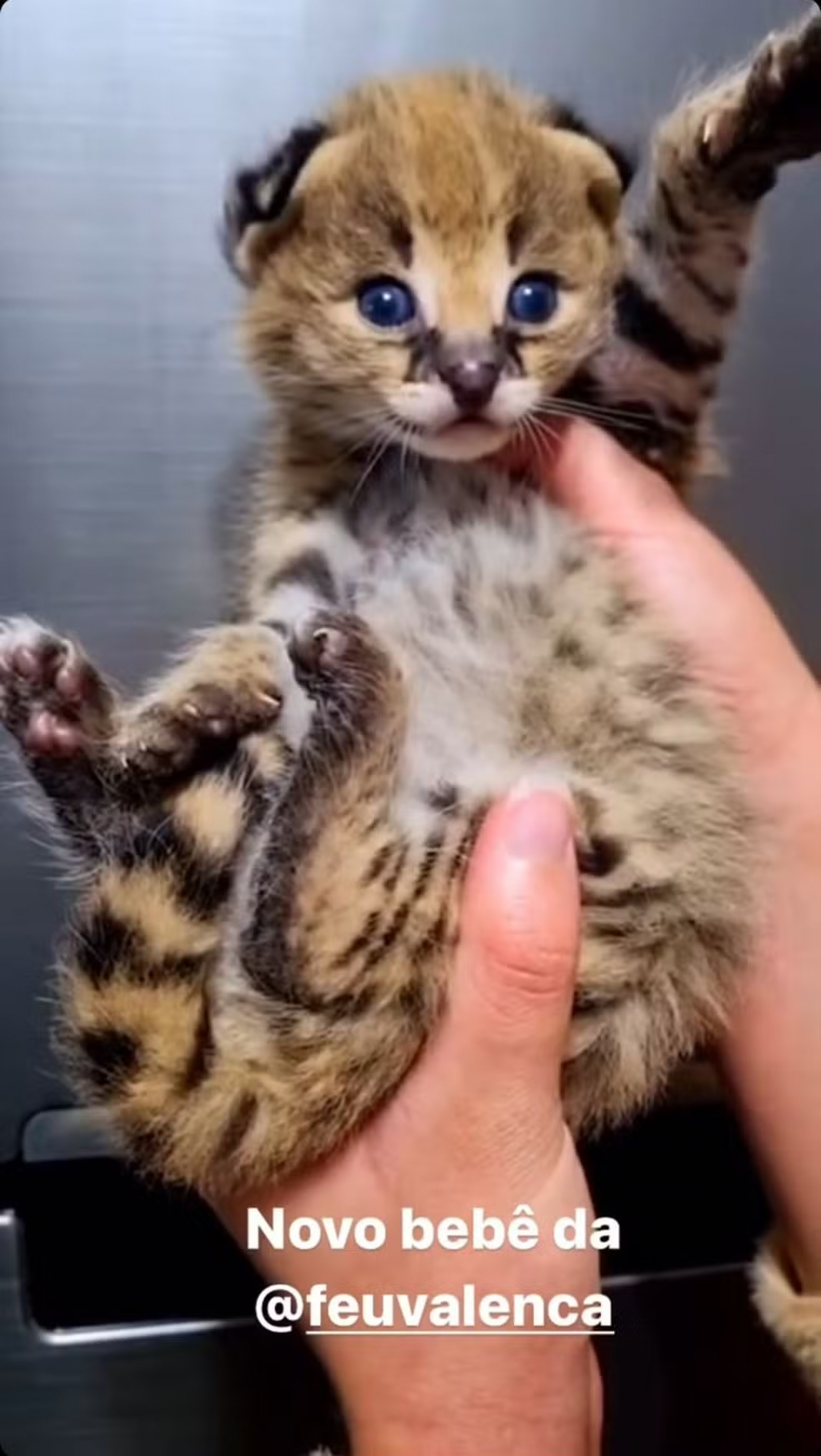 Foto do filhote presente de aniversário da namorada de Oruam, que chega ao Brasil no sábado 