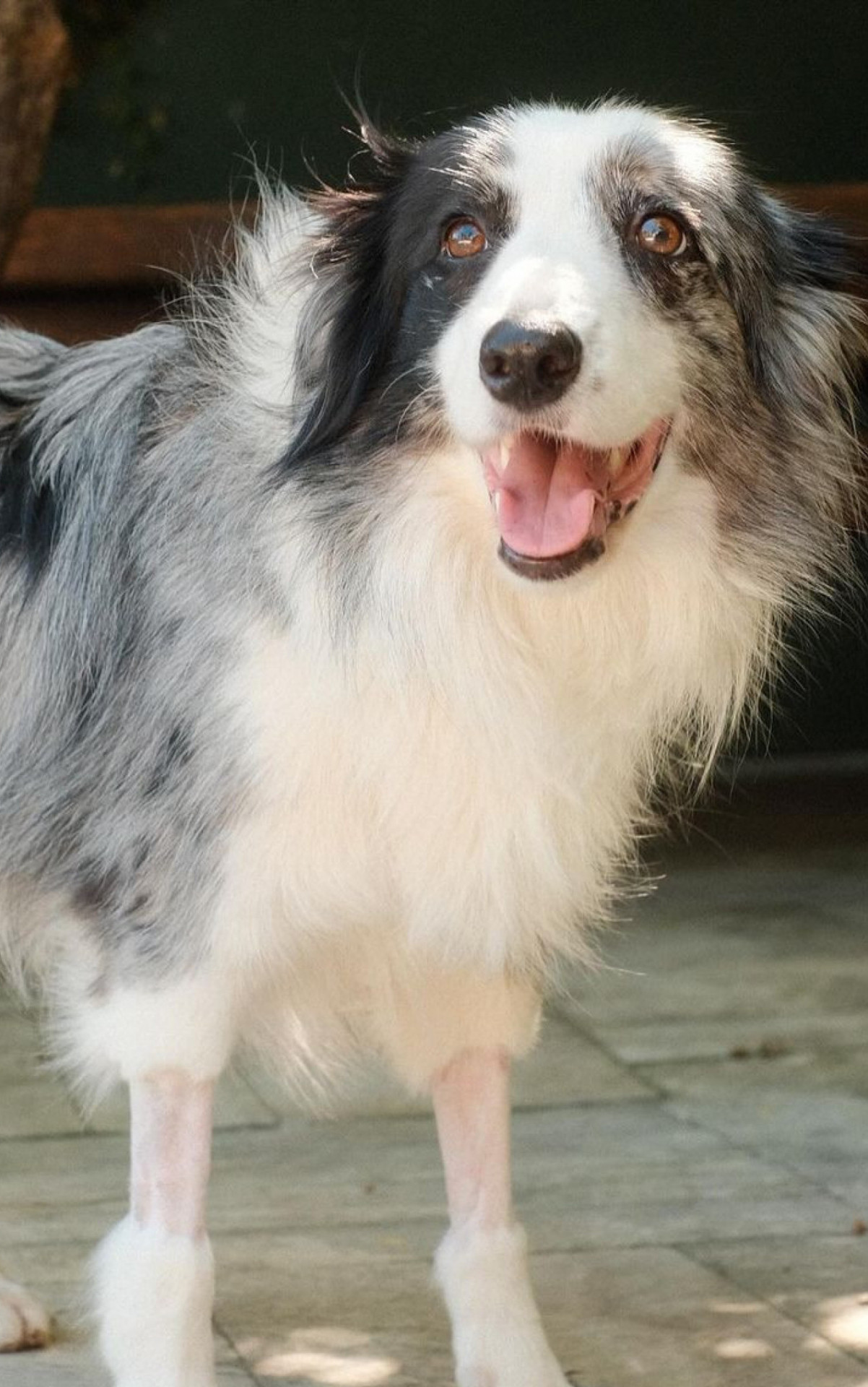 Shakira, cadelinha de Cauã Reymond, tem alta - Reprodução/Instagram