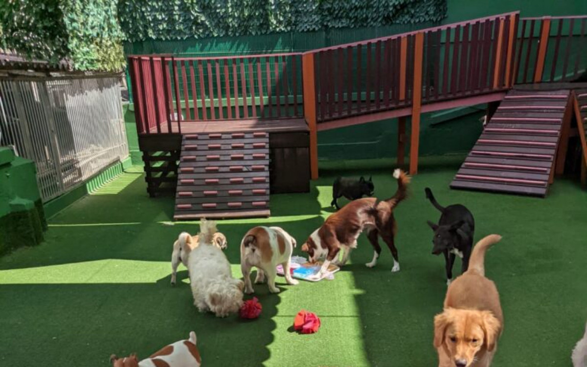  Animais ficam soltos 24h horas por dia, com acompanhamento dos monitores - Divulgação/Club Pet