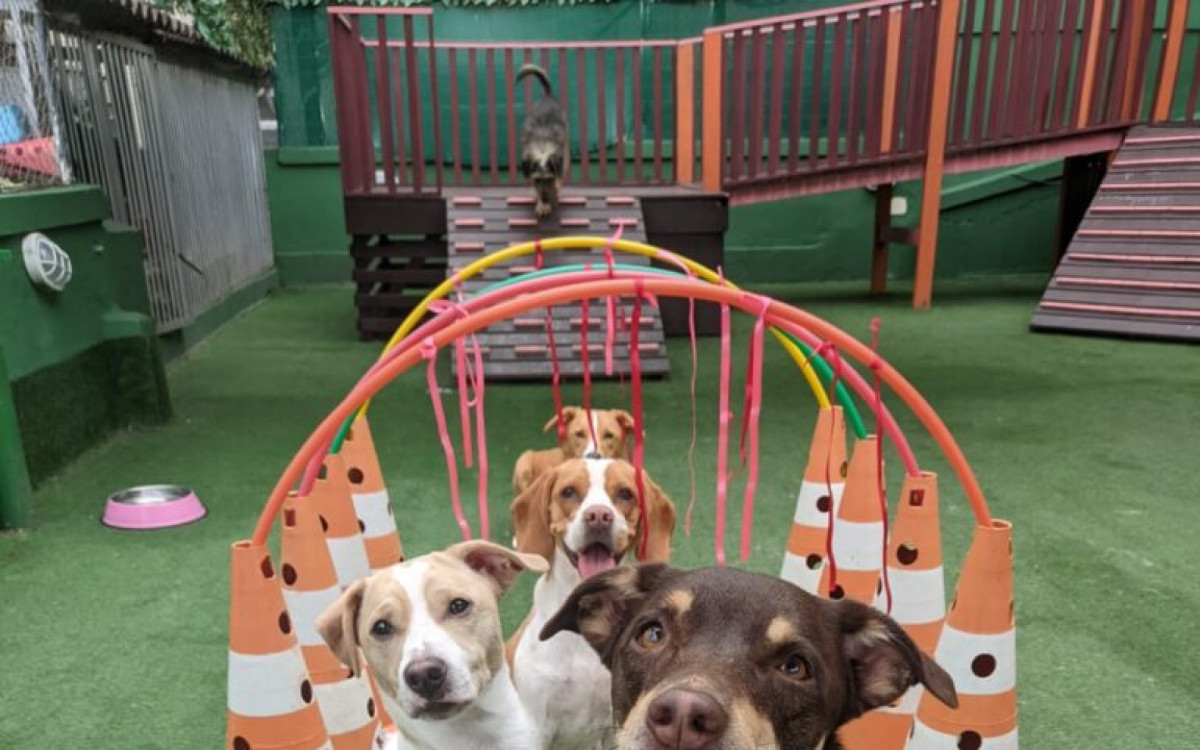  Animais ficam soltos 24h horas por dia, com acompanhamento dos monitores - Divulgação/Club Pet