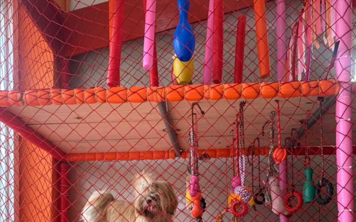  Animais ficam soltos 24h horas por dia, com acompanhamento dos monitores - Divulgação/Club Pet