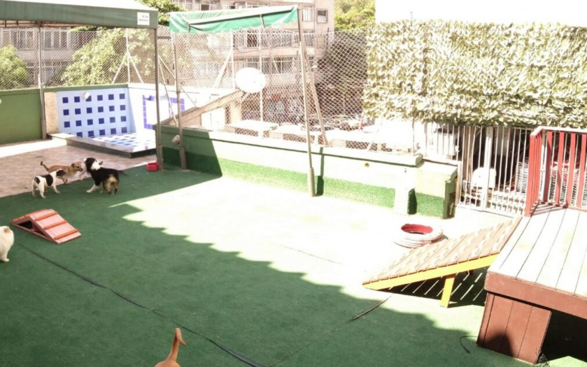  Animais ficam soltos 24h horas por dia, com acompanhamento dos monitores - Divulgação/Club Pet