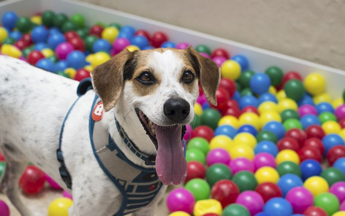  Animais ficam soltos 24h horas por dia, com acompanhamento dos monitores - Divulgação/Club Pet