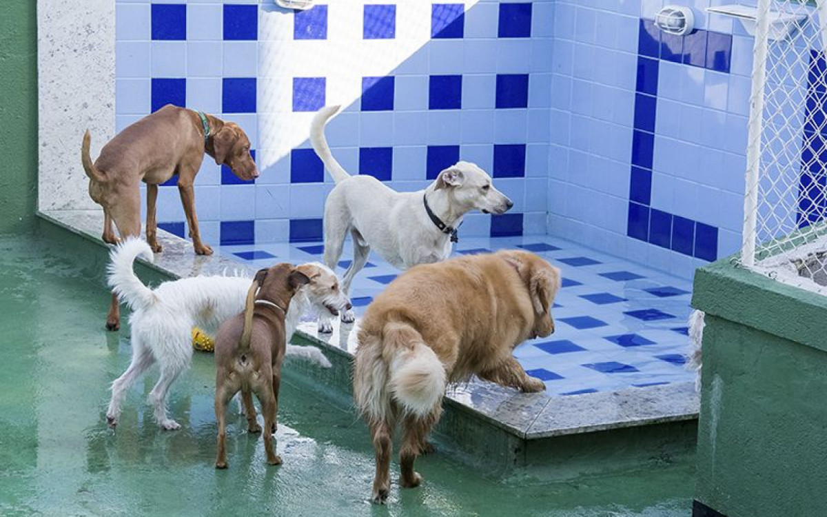  Animais ficam soltos 24h horas por dia, com acompanhamento dos monitores - Divulgação/Club Pet