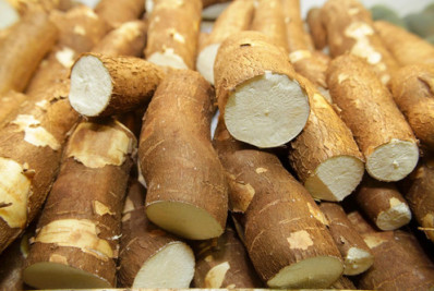 Macaé se prepara para o XVI Festival do Aipim em Serra da Cruz