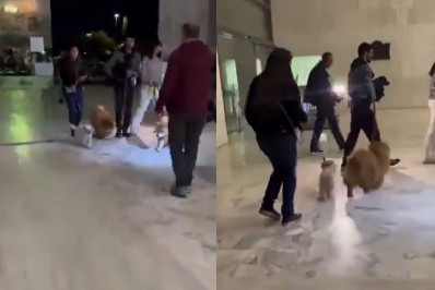 Cachorros se despedem de Nahim em velório na Alesp