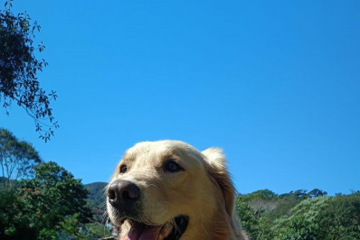 Cão Chico, da Guarda Civil de Petrópolis, participará de competição em São Paulo