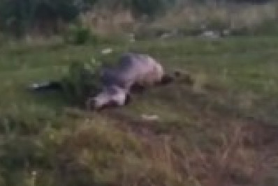 Cavalo morre após passar dias agonizando no Jardim Esperança, em Cabo Frio