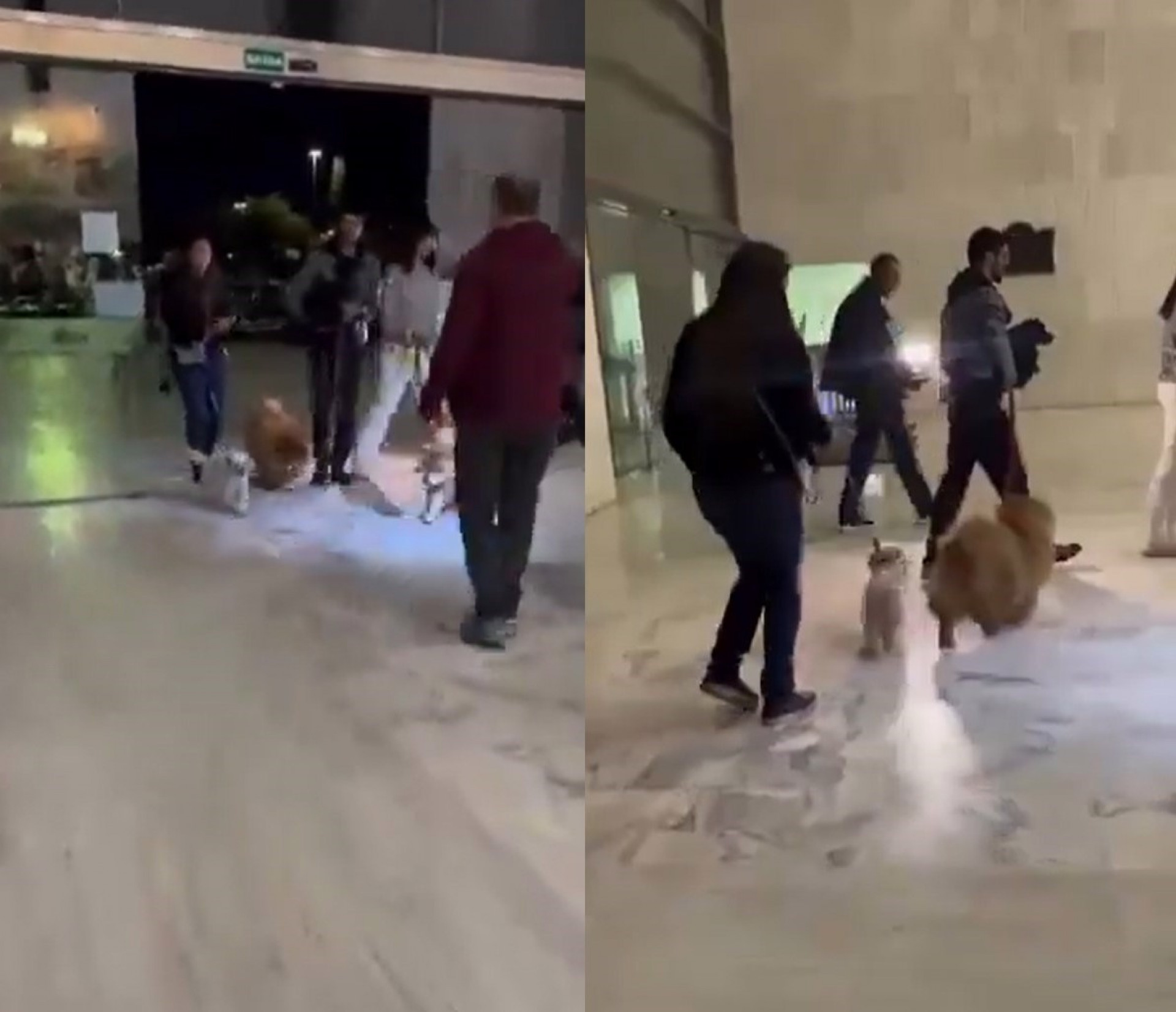 Cachorros de Nahim chegam para o velório do cantor - Reprodução / X