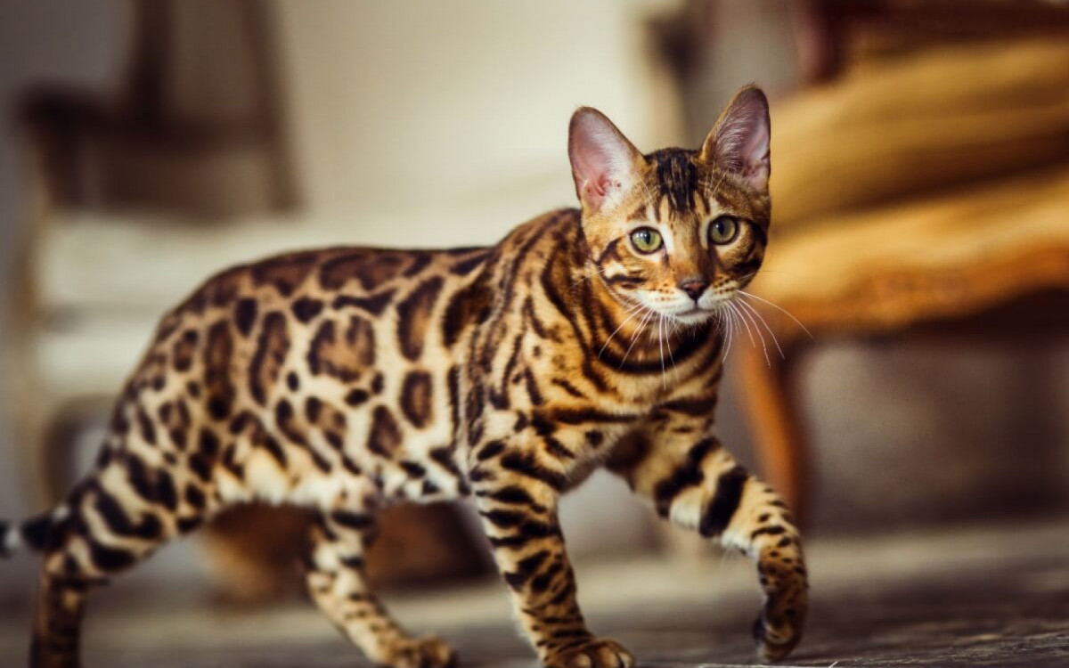 Algumas ra&ccedil;as de felinos se destacam pela teimosia (Imagem: Alexander_Evgenyev | Shutterstock)