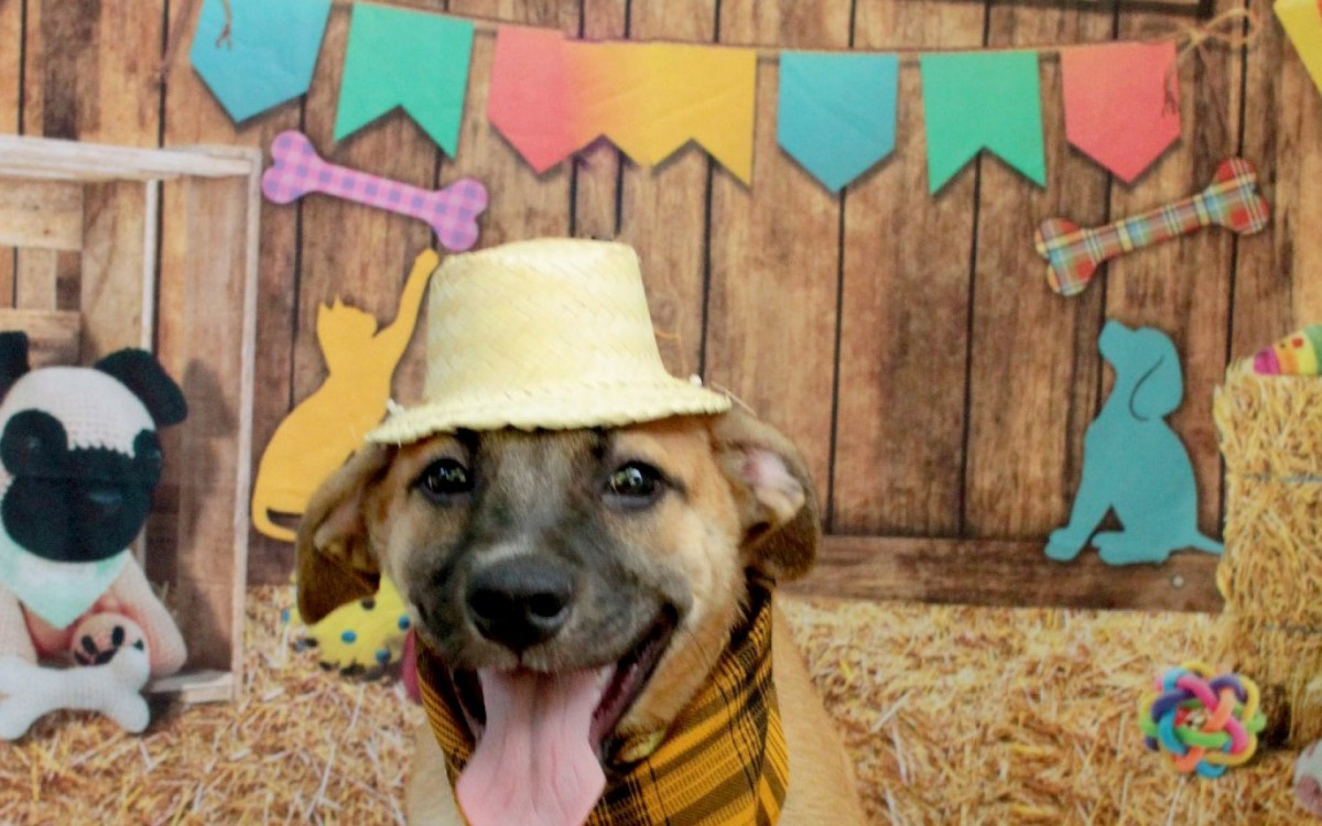 Vítimas de maus tratos e abandono, 30 cães e gatos estarão disponíveis para adoção - Divulgação / Prefeitura do Rio