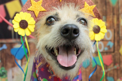 Copacabana ganha 'aurraiá' de adoção de animais neste domingo