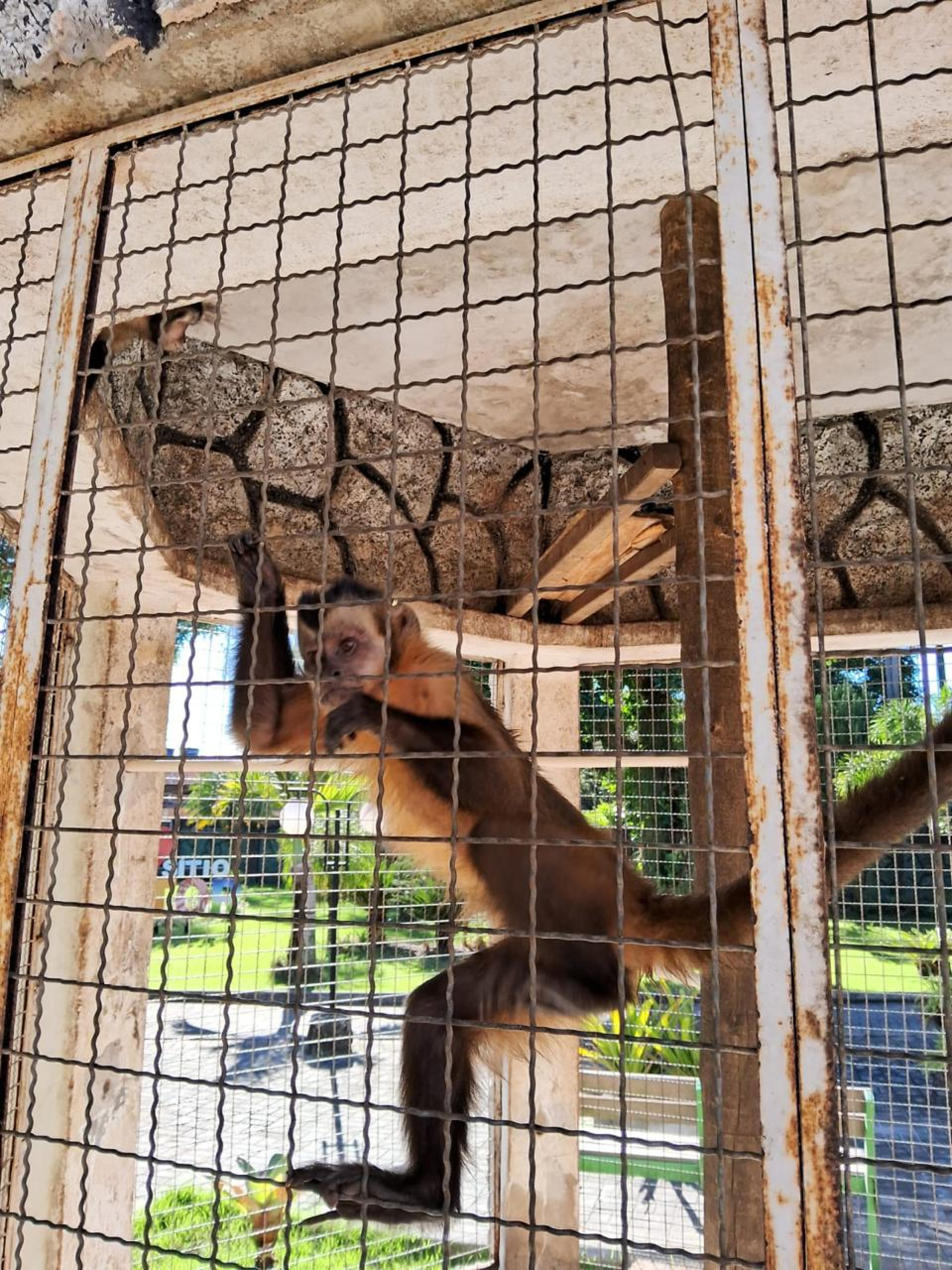 Operação conjunta resgatou dois macacos-prego em cativeiro ilegal