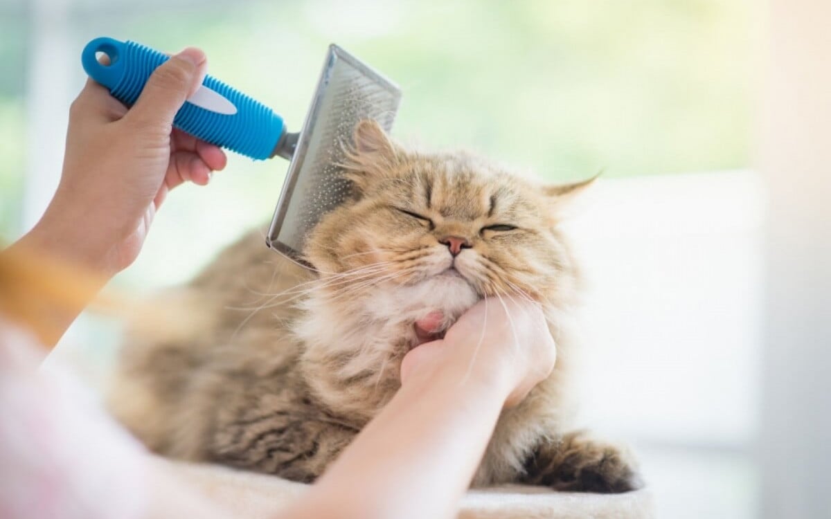 O bem-estar dos pets depende de cuidados com pele e pelagem para prevenir doenças (Imagem:ANURAK PONGPATIMET| Shutterstock)