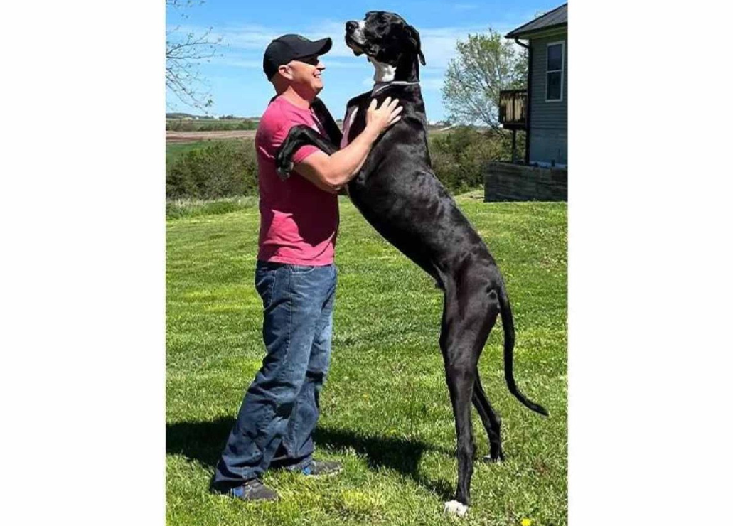 Cachorro mais alto do mundo é reconhecido pelo 'Guinness'