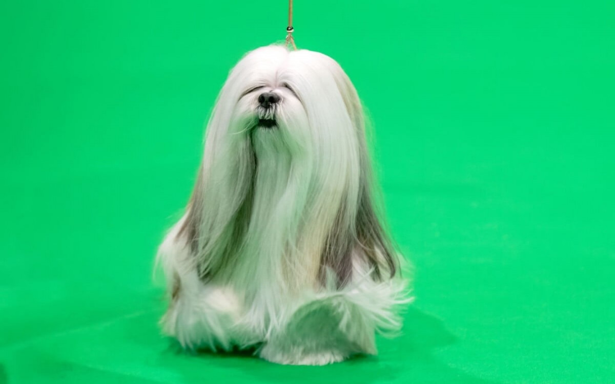 Ra&ccedil;as reais de c&atilde;es inspiram personagens animados que conquistam os f&atilde;s de anima&ccedil;&otilde;es com suas ador&aacute;veis caracter&iacute;sticas (Imagem: Sue Thatcher | Shutterstock)