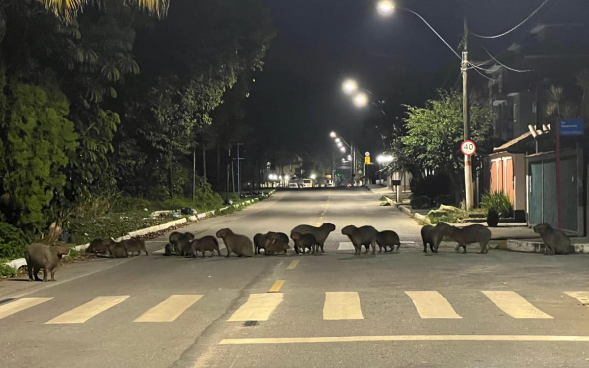 Cerva de 20 capivaras passearam em rua de Itaipua&ccedil;u - Foto: Adriano Mar&ccedil;al