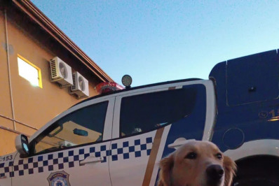 Cão Chico da Guarda Civil de Petrópolis fica entre os 10 melhores de competição em São Paulo 