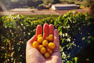 Segunda Expo Café na Cidade das Montanhas