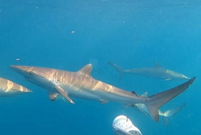 Cardume com até 200 tubarões é avistado no litoral de SP