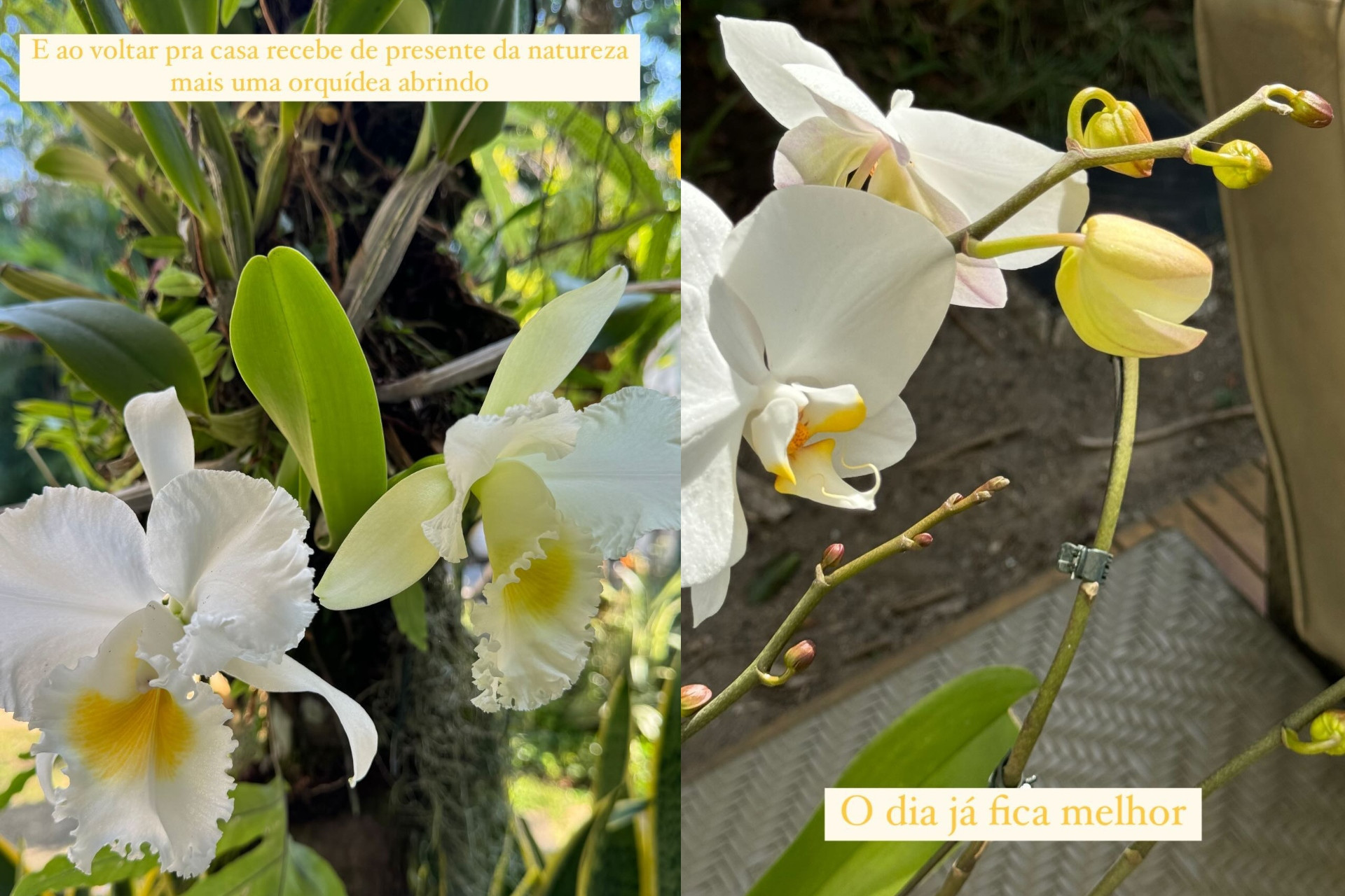 Fátima Bernardes se alegra ao ver flores florescendo após passar a noite ao lado da mãe internada no hospital - Reprodução / Instagram