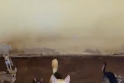 Após denúncia de vizinhos, 24 cães submetidos a maus-tratos em imóvel no Vidigal são resgatados